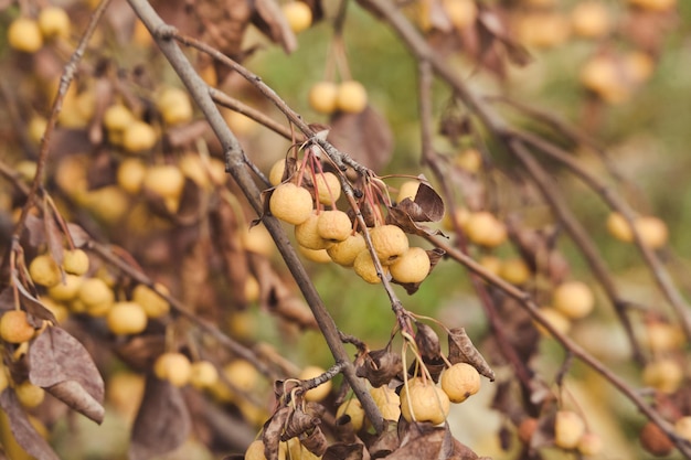 Photo close-up of fruit growing on tree