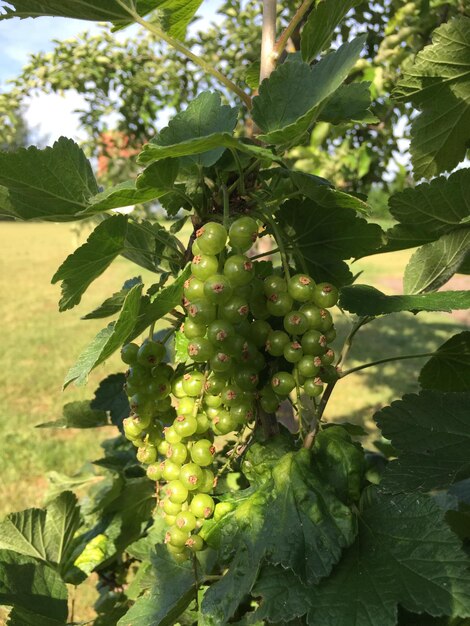 Close-up of fruit growing on tree