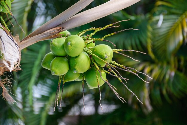 Close-up of fruit growing on tree