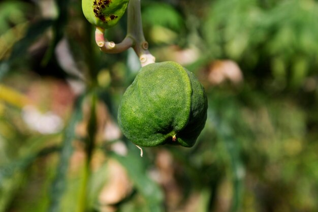 Close-up of fruit growing on tree