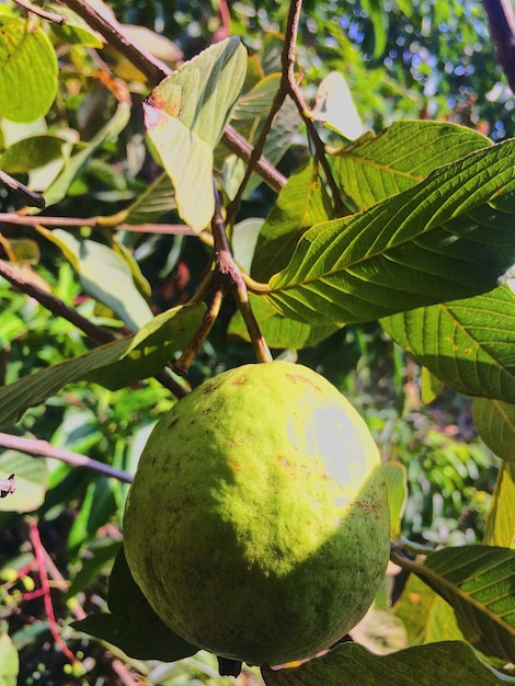 Foto close-up di un frutto che cresce sull'albero