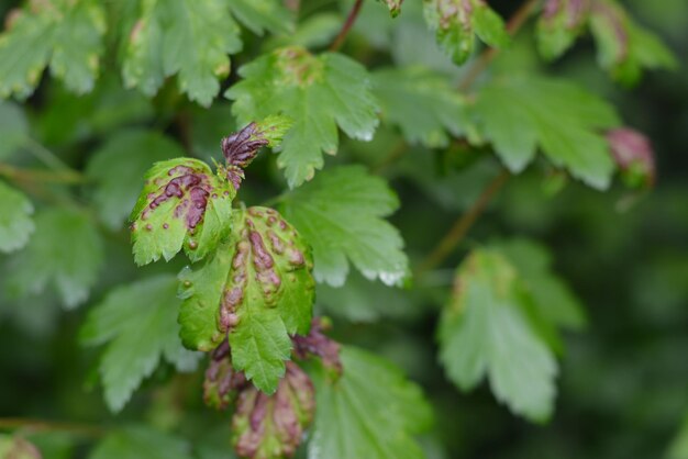 Close-up of fruit growing on tree