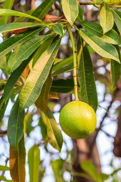 Photo close-up of fruit growing on tree