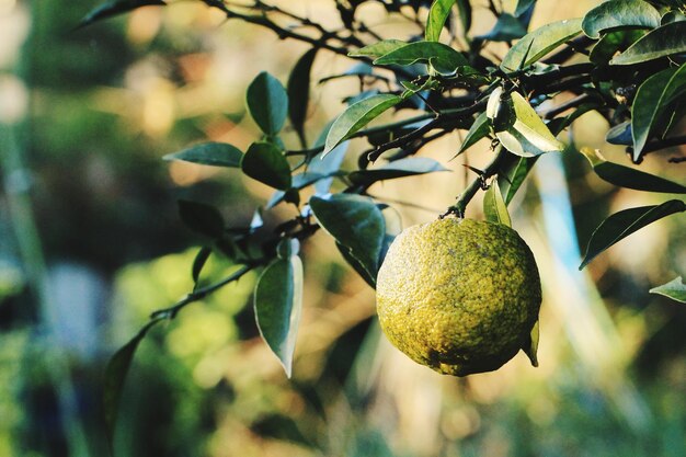 Close-up of fruit growing on tree