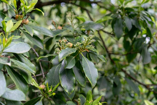 Photo close-up of fruit growing on tree