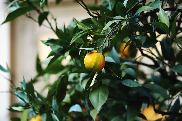 Close-up of fruit growing on tree