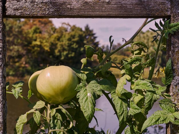 Photo close-up of fruit growing on tree