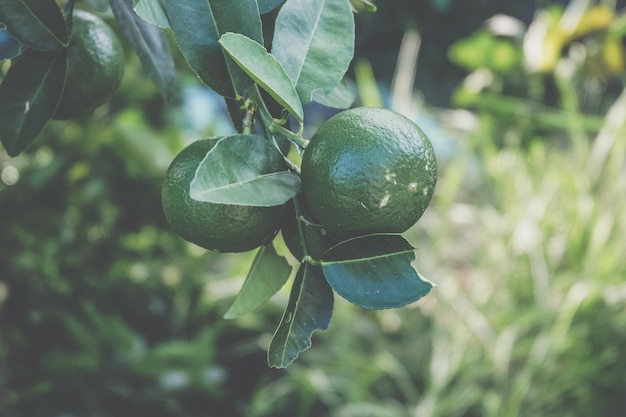 Photo close-up of fruit growing on tree