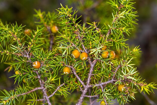 Photo close-up of fruit growing on tree