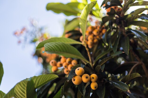 Photo close-up of fruit growing on tree