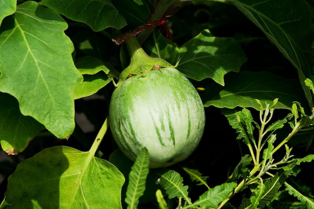 Photo close-up of fruit growing on tree