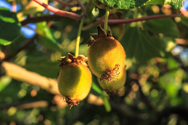 Photo close-up of fruit growing on tree