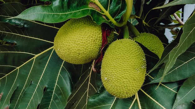 Close-up of fruit growing on tree