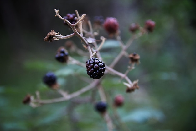 Photo close-up of fruit growing on tree