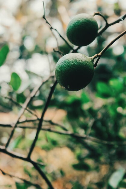 Foto prossimo piano di un frutto che cresce sull'albero