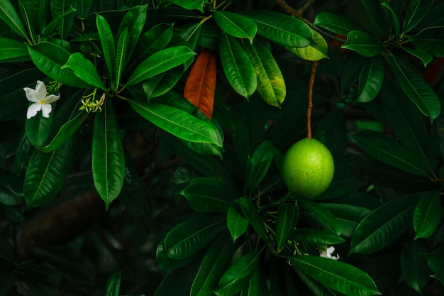 Photo close-up of fruit growing on tree