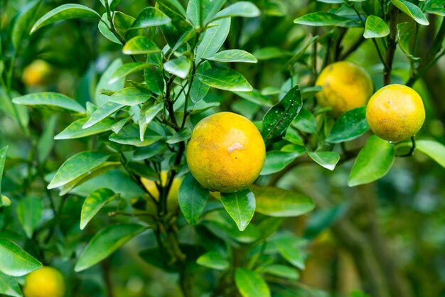 Photo close-up of fruit growing on tree