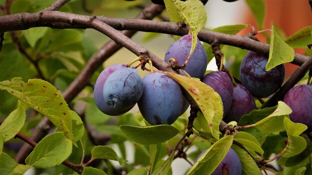 Photo close-up of fruit growing on tree