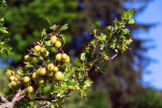 Photo close-up of fruit growing on tree