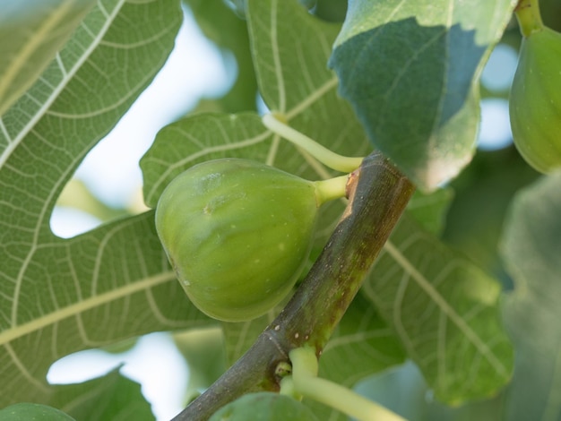 Photo close-up of fruit growing on tree