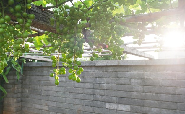 Close-up of fruit growing on tree