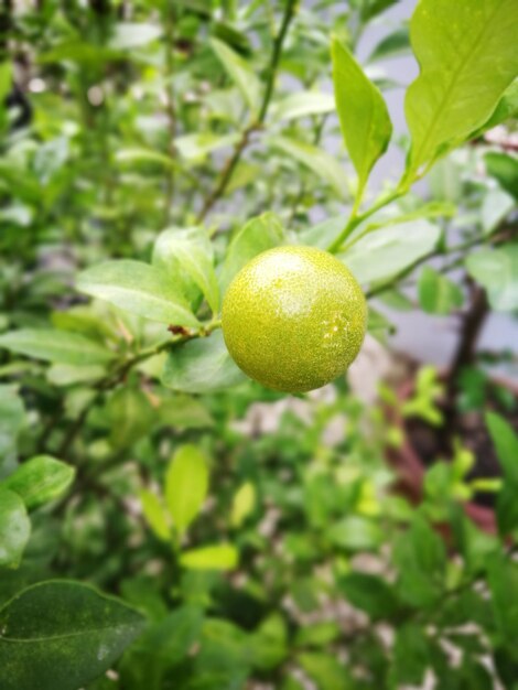 Close-up of fruit growing on tree