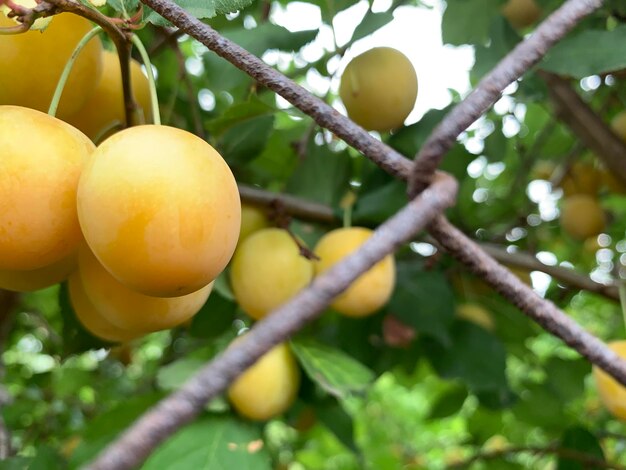 Close-up of fruit growing on tree