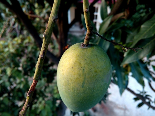 Photo close-up of fruit hanging on tree