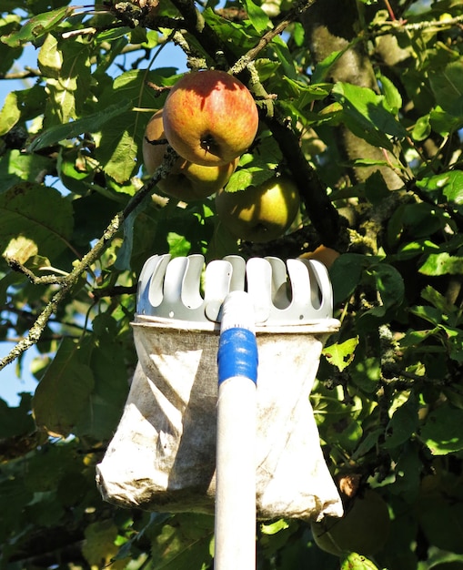 Foto prossimo piano del raccoglitore di frutta e dell'albero di mele