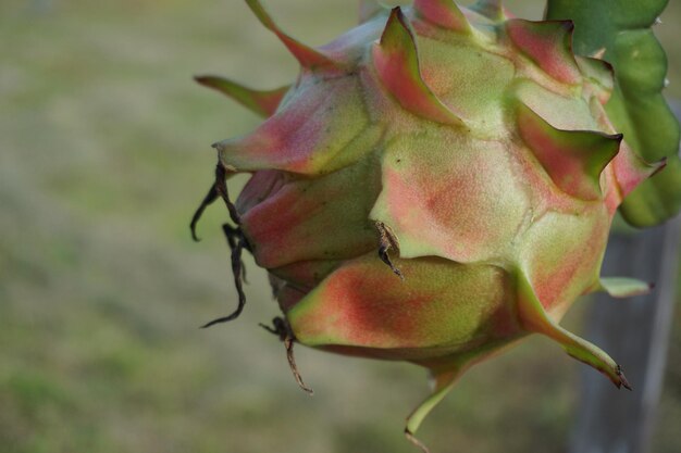 Prossimo piano del frutto sulla pianta