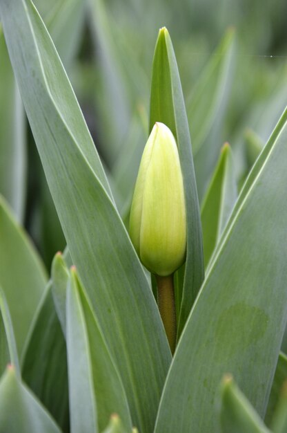 Photo close-up of fruit on plant