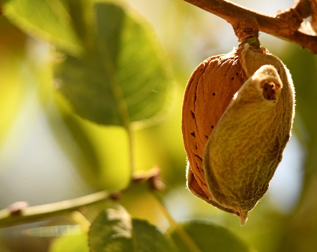 Foto prossimo piano del frutto sulla pianta