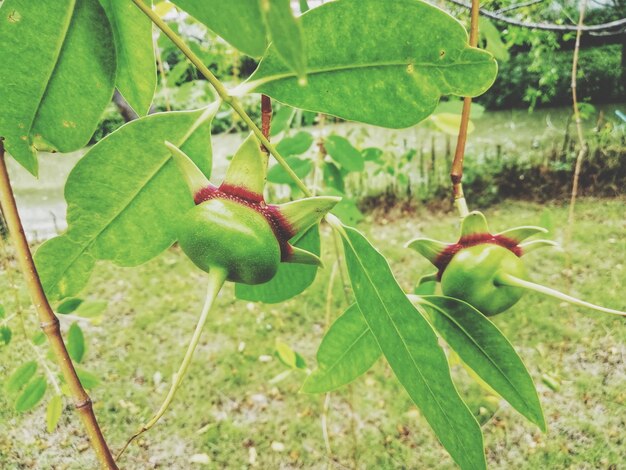 Close-up of fruit on plant