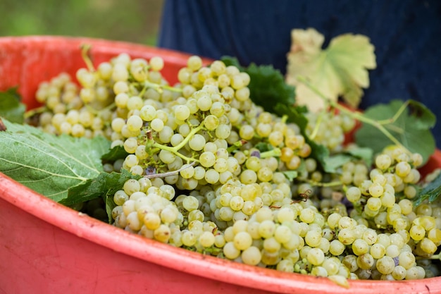 Foto close-up di un'insalata di frutta