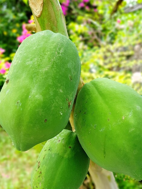 Close-up of fruit on tree