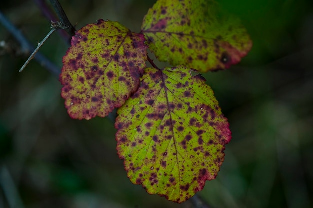 Photo close-up of fruit on tree