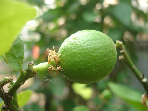 Foto prossimo piano di frutta sull'albero