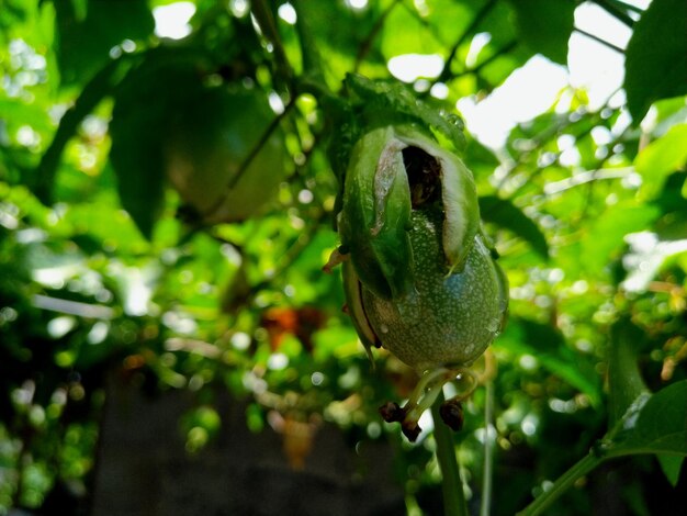 Photo close-up of fruit on tree