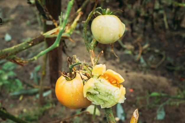 Close-up of fruit on tree