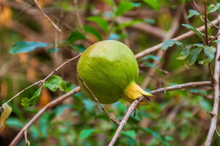 फोटो पेड़ पर फल का क्लोज़-अप