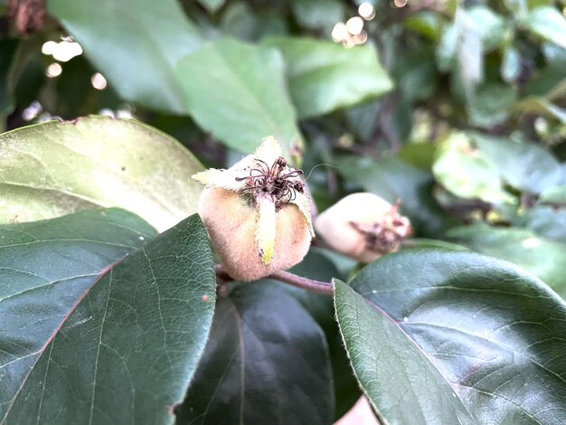 Photo a close up of a fruit with leaves and a green leaf