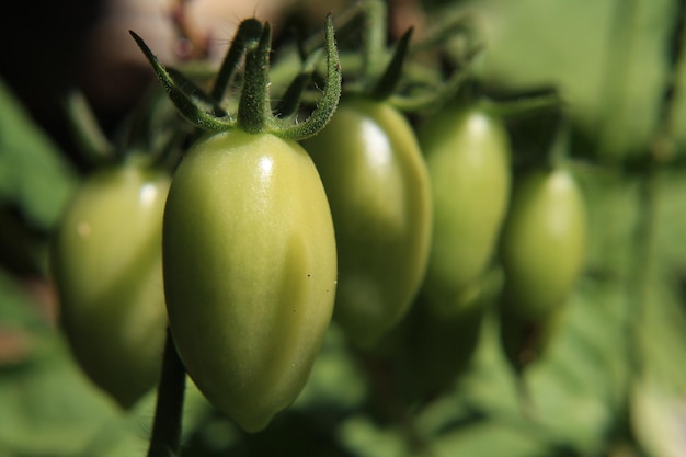 Close-up of fruit