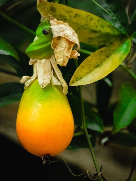 Close-up of fruit