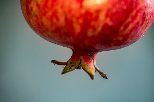 Photo close-up of a fruit