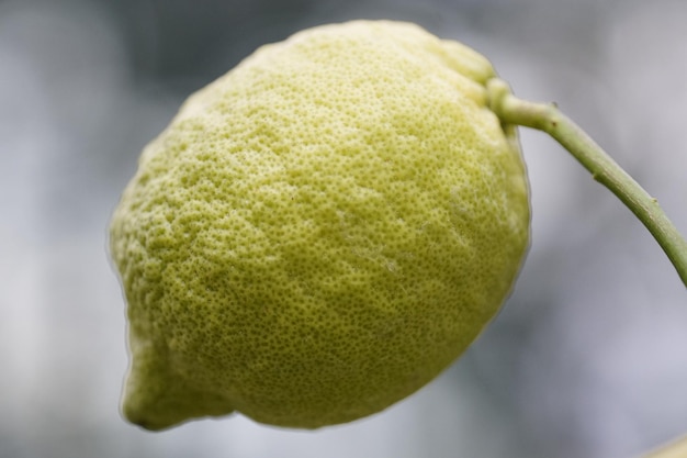 Close-up of fruit