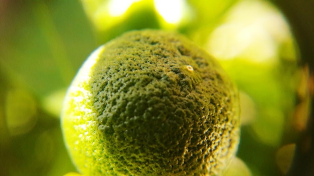 Foto prossimo piano della frutta