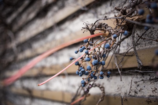 Close-up of fruits against wall