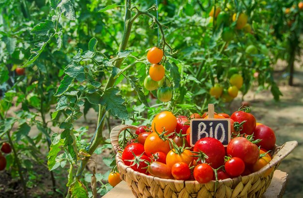 Foto prossimo piano dei frutti nel cesto