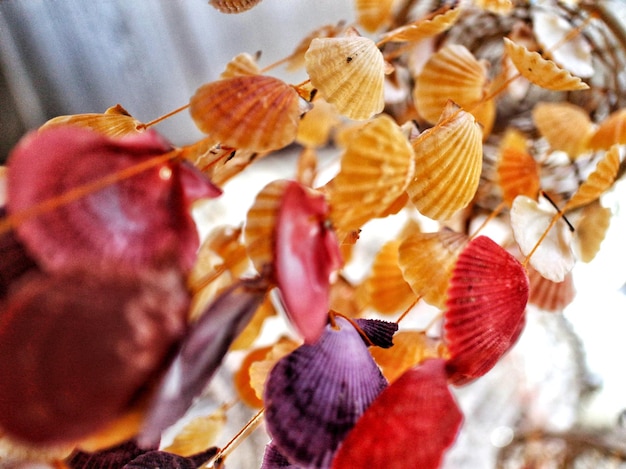 Photo close-up of fruits on flower