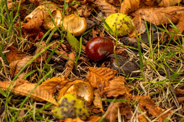 Close-up of fruits growing on field